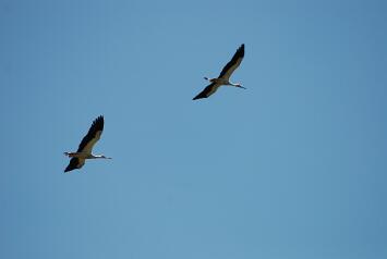 DSC_8617 null